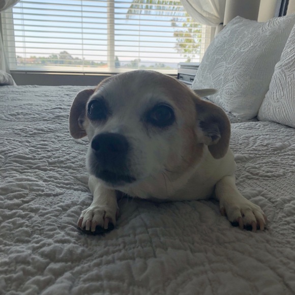 Meet your Posher, Kase - Picture 1 of 1